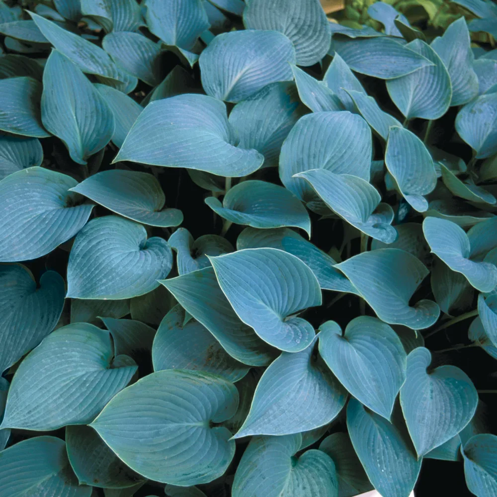 Hosta Halcyon - Image 4