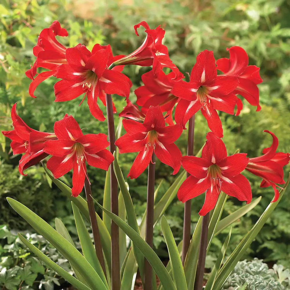 Hardy Garden Amaryllis Balentino