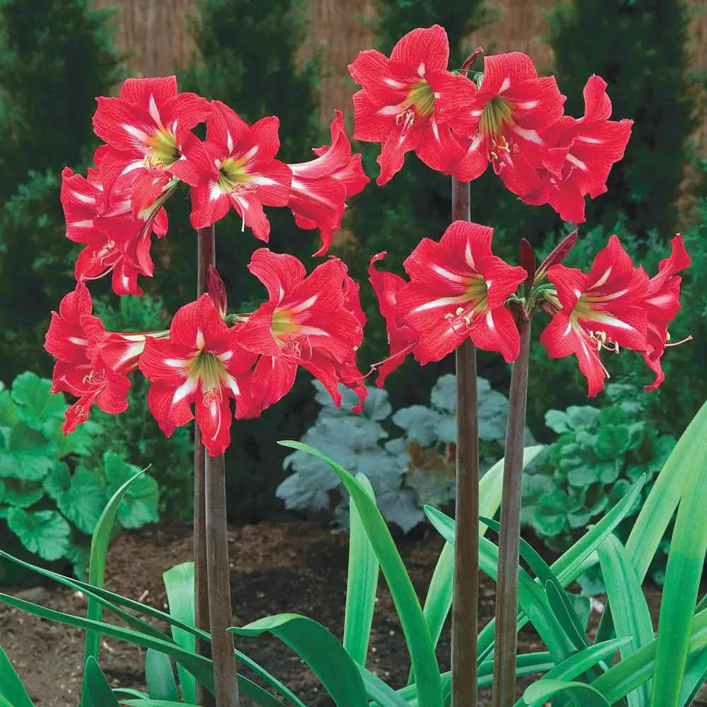 Hardy Garden Amaryllis Balentino - Image 2