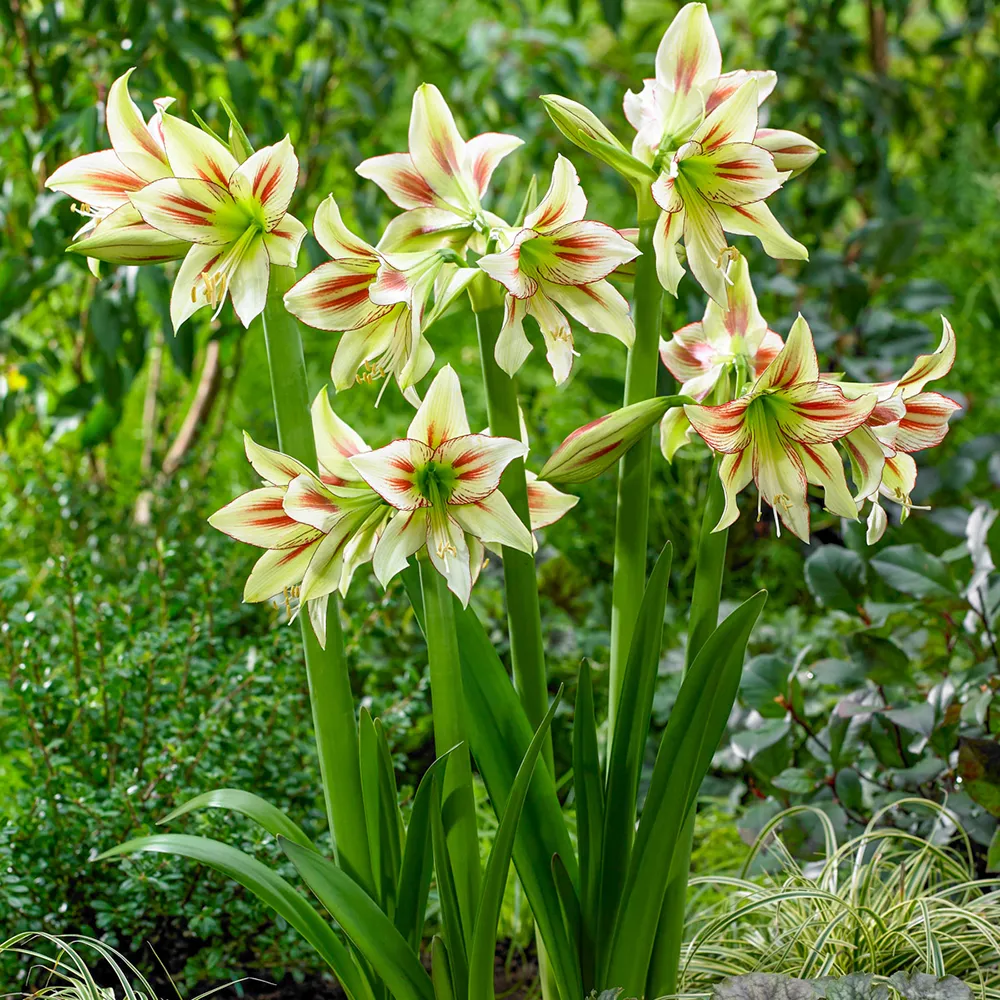 Hardy Garden Amaryllis Cleopatra
