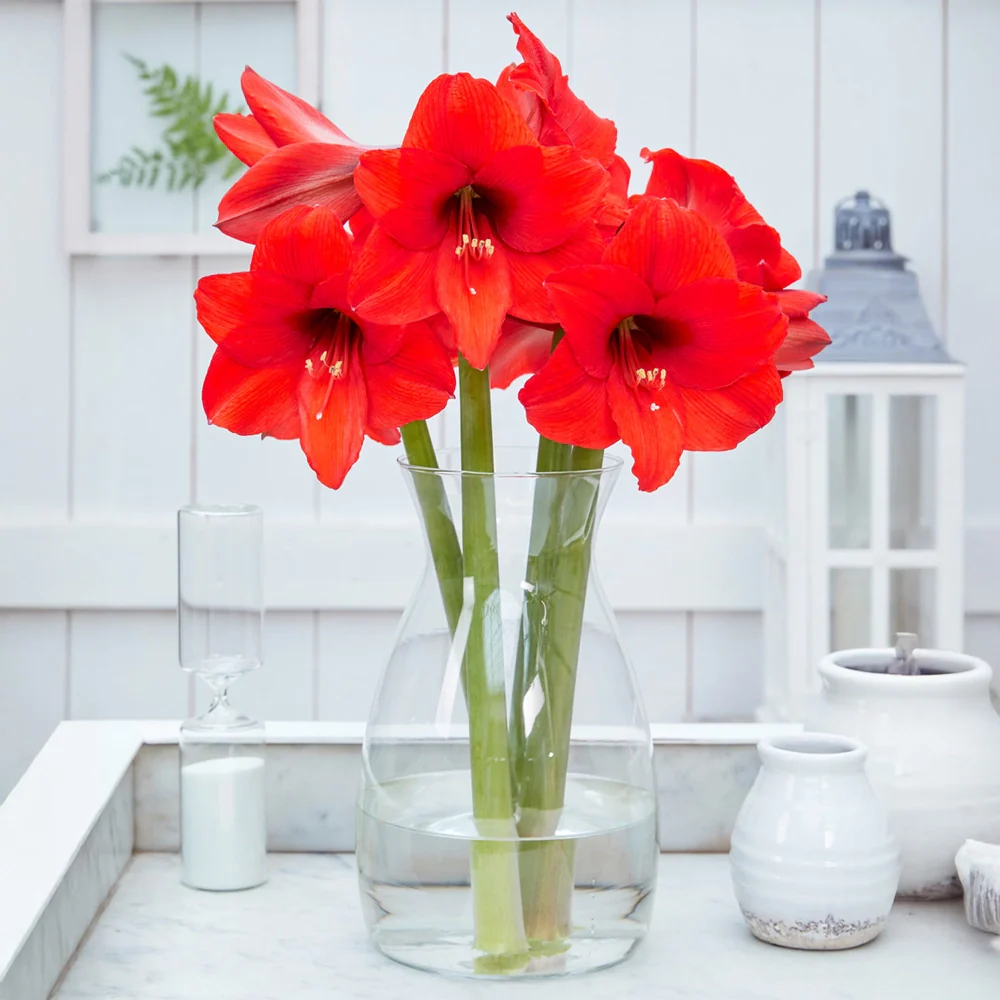 Hardy Garden Amaryllis Royal Dream - Image 2