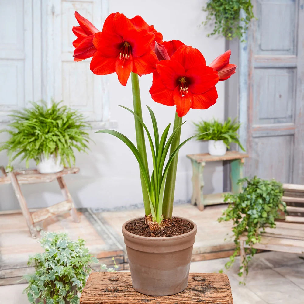 Hardy Garden Amaryllis Royal Dream - Image 3