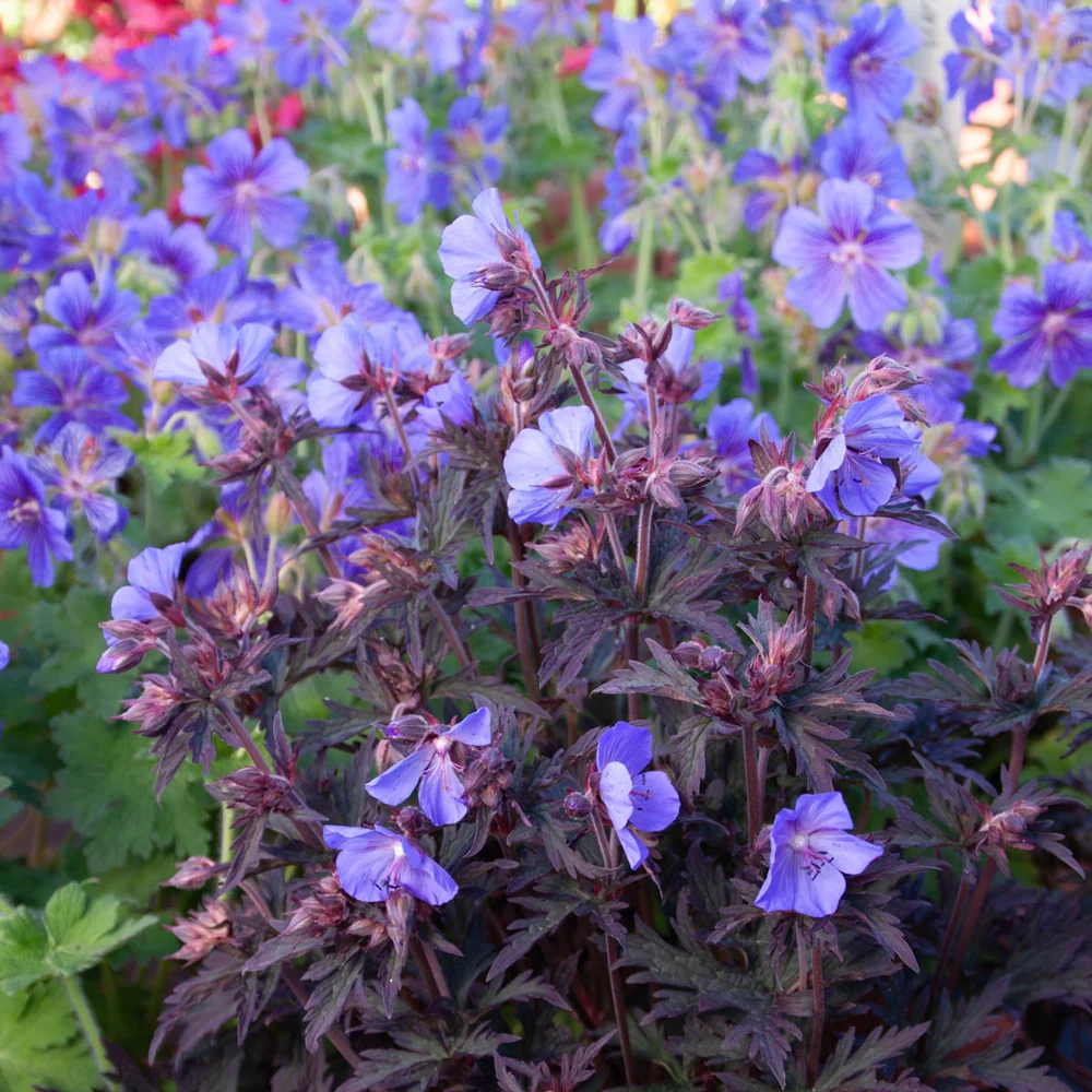 Hardy Geranium Dark Reiter - Image 3