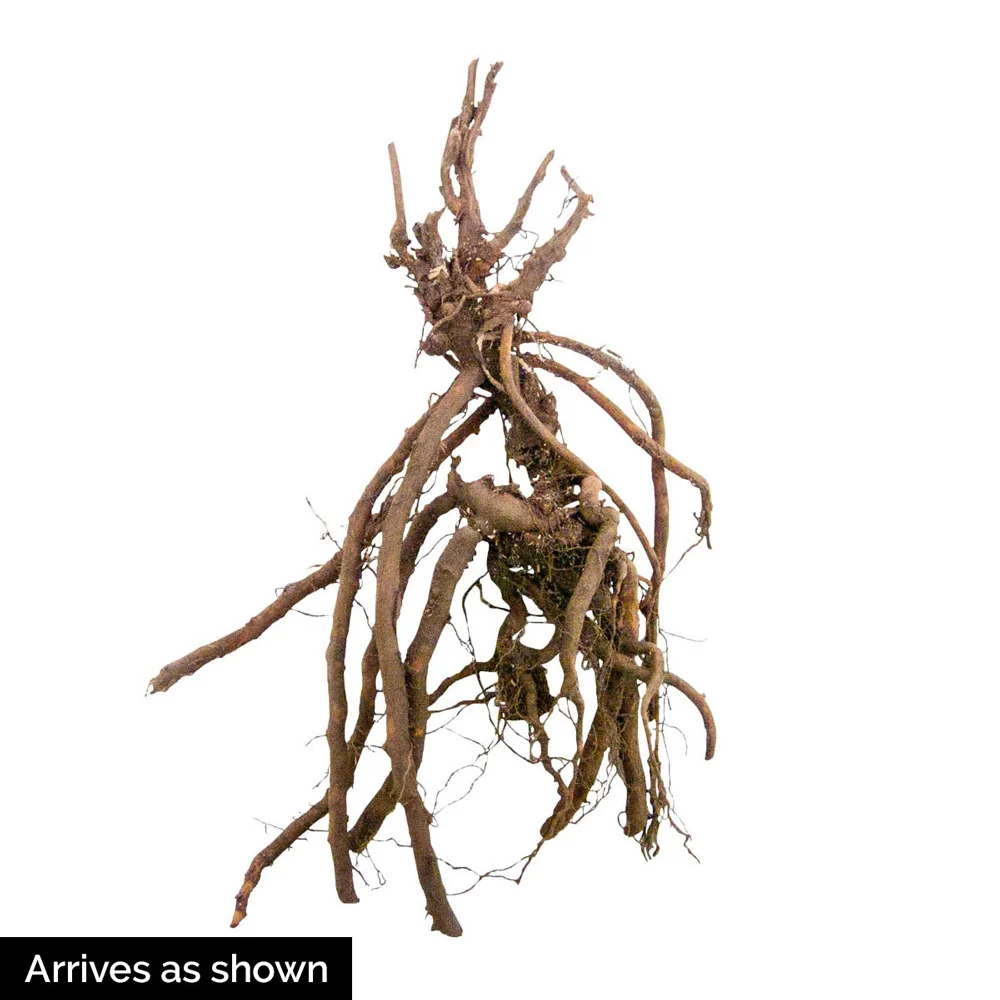 Hardy Geranium Dark Reiter - Image 4