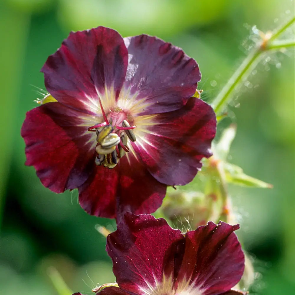 Hardy Geranium phaeum (Dusky Cranesbill)
