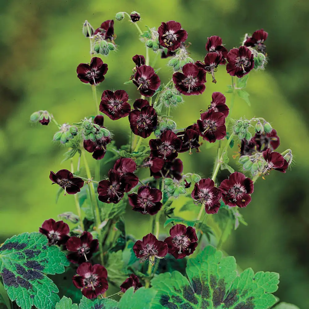Hardy Geranium phaeum (Dusky Cranesbill) - Image 2