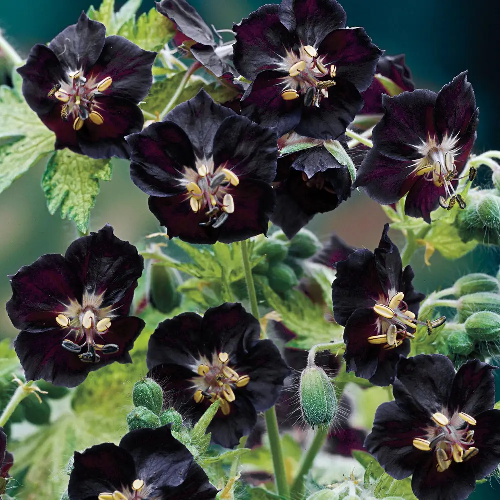 Hardy Geranium phaeum (Dusky Cranesbill) - Image 3