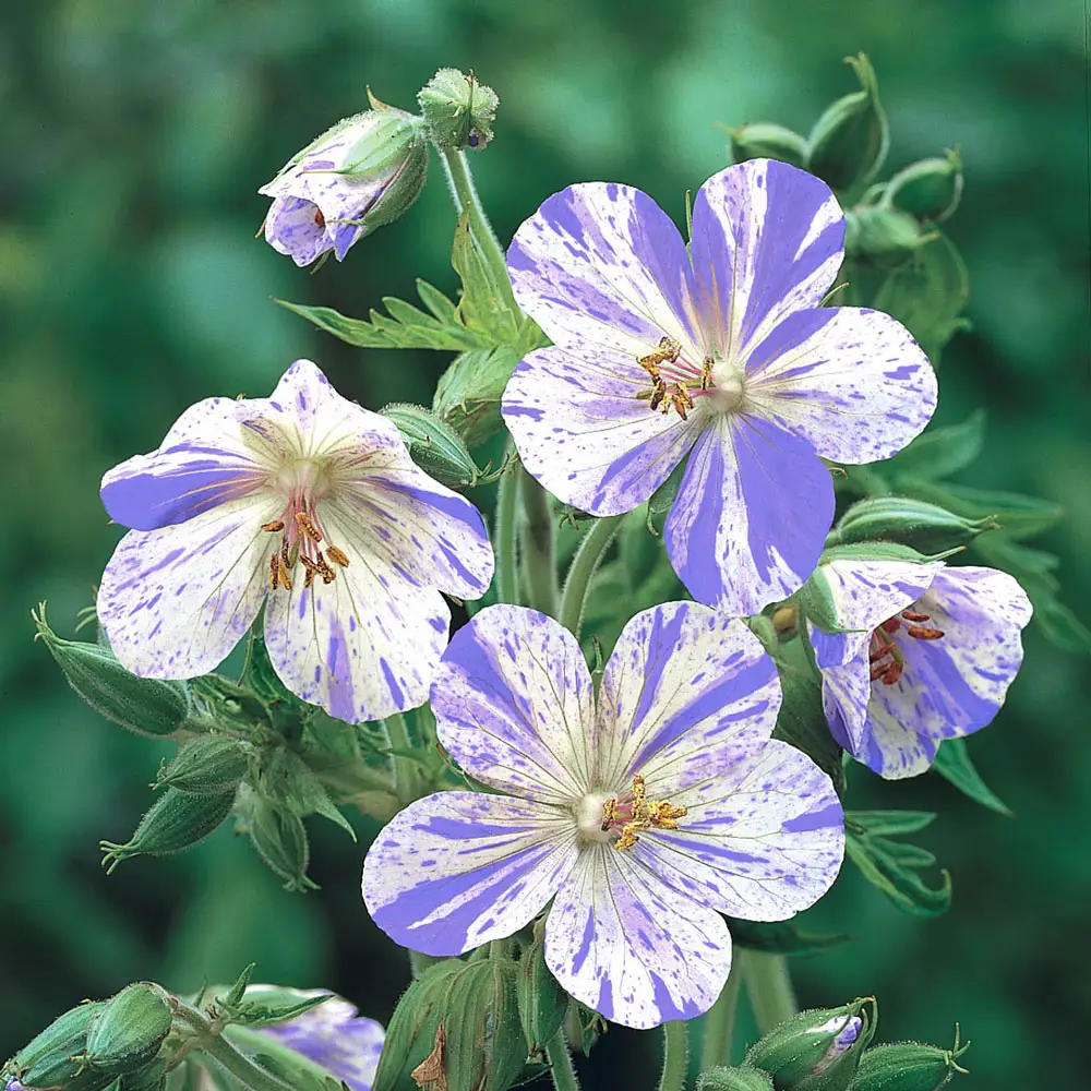 Hardy Geranium Splish Splash
