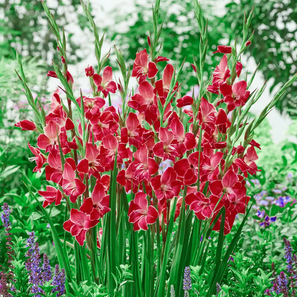 Hardy Gladiolus Atom - Image 2