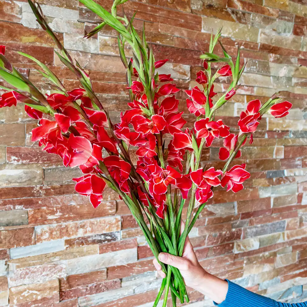 Hardy Gladiolus Atom - Image 3