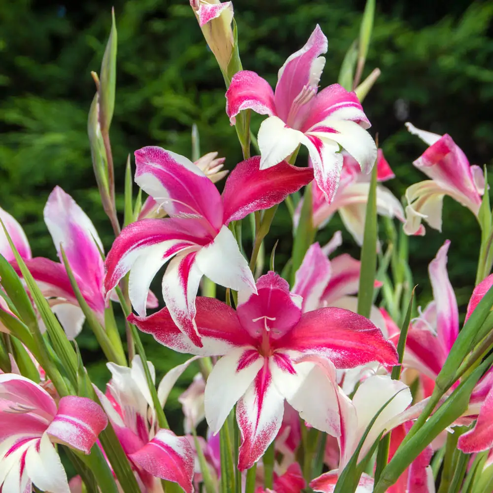 Hardy Gladiolus Galaxian® - Image 2
