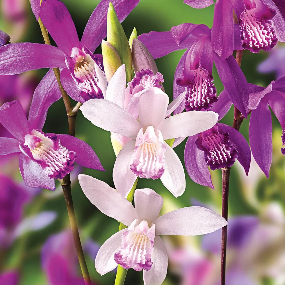 Hardy Ground Orchid Mix (Bletilla striata)