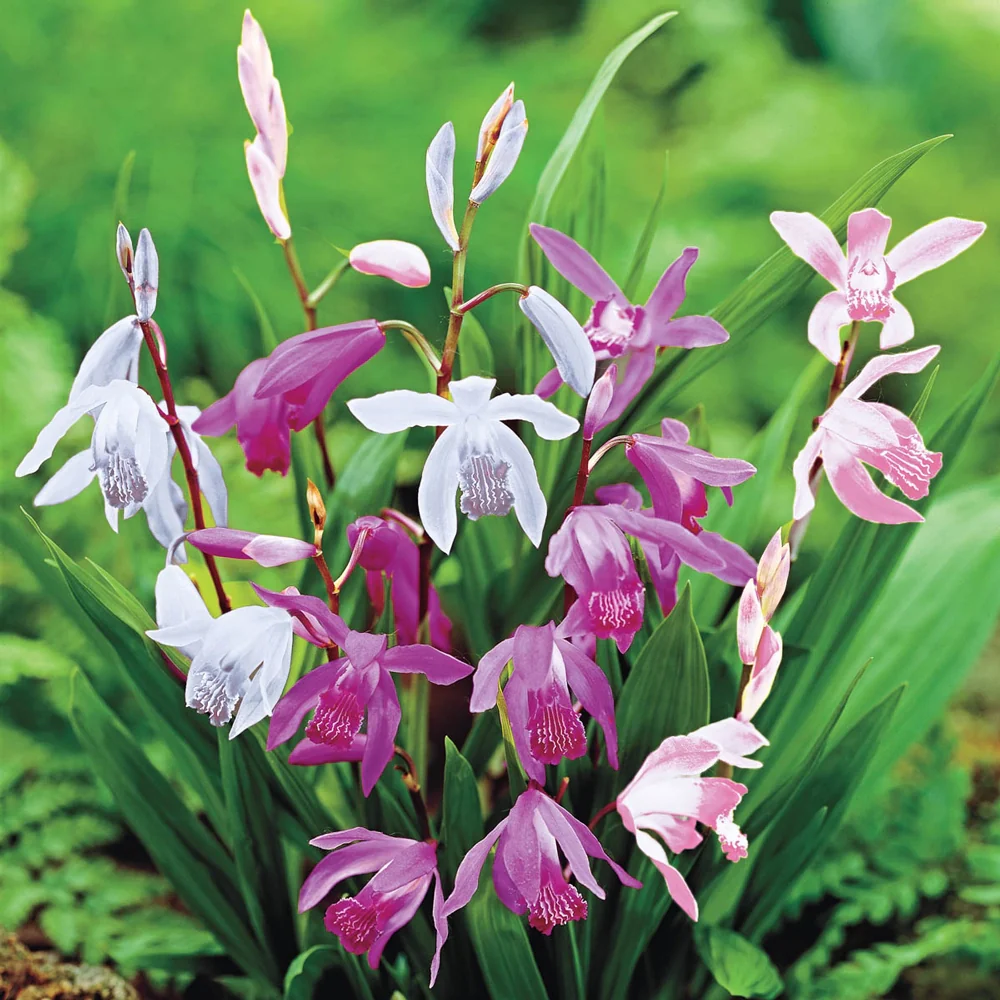 Hardy Ground Orchid Mix (Bletilla striata) - Image 2