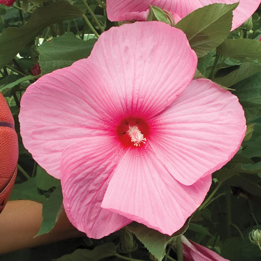 Hardy Hibiscus Mixed Colors - Image 2