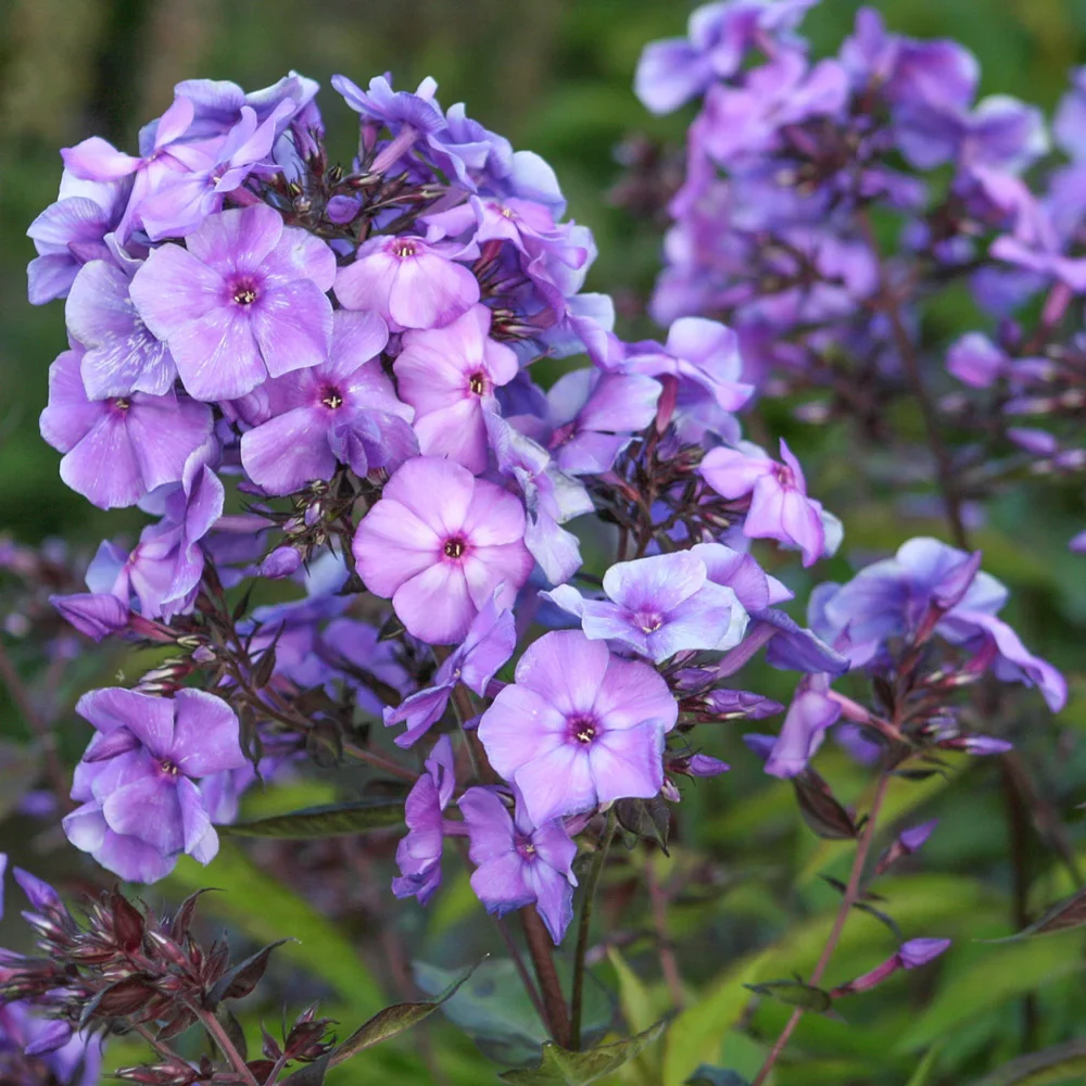 Hardy Tall Phlox Blue
