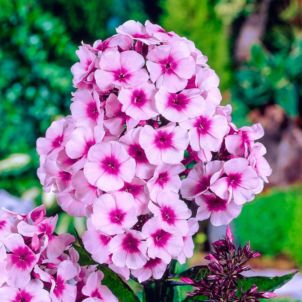 Hardy Tall Phlox Pink