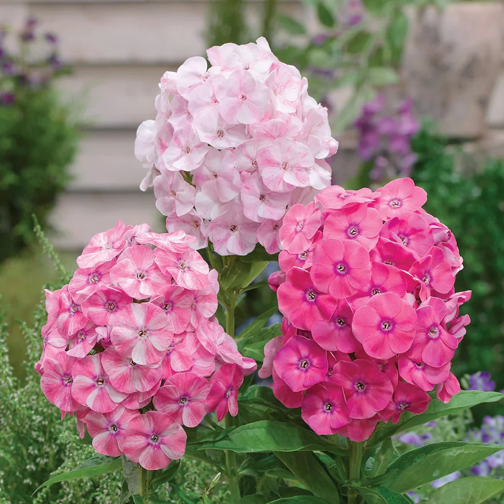 Hardy Tall Phlox Potpourri® Dark Pink Shades