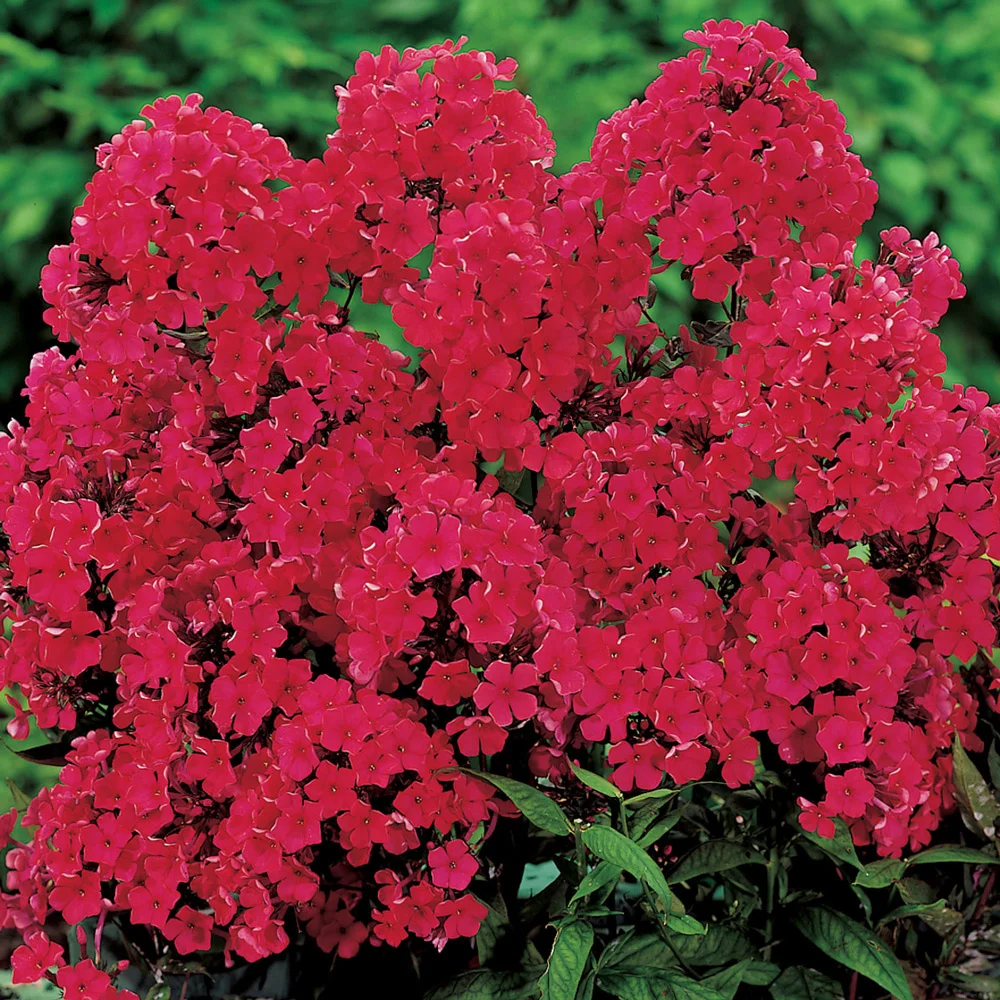 Hardy Tall Phlox Red