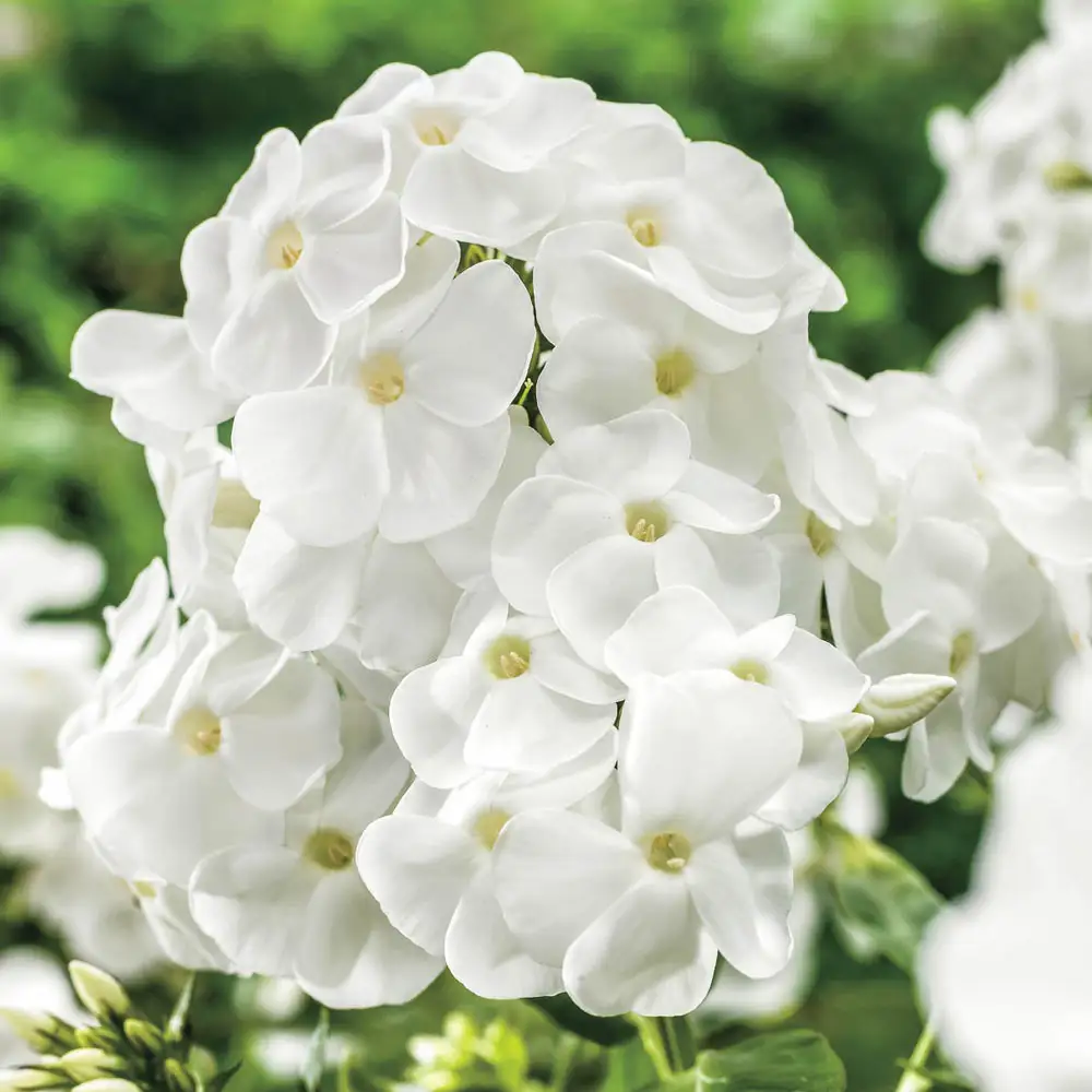 Hardy Tall Phlox White - Image 2