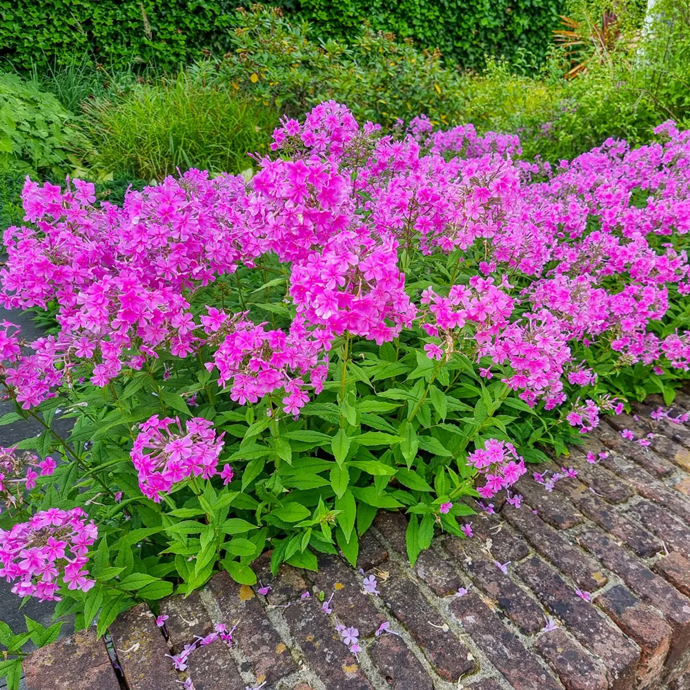 Hardy Tall Phlox Winnetou - Image 3