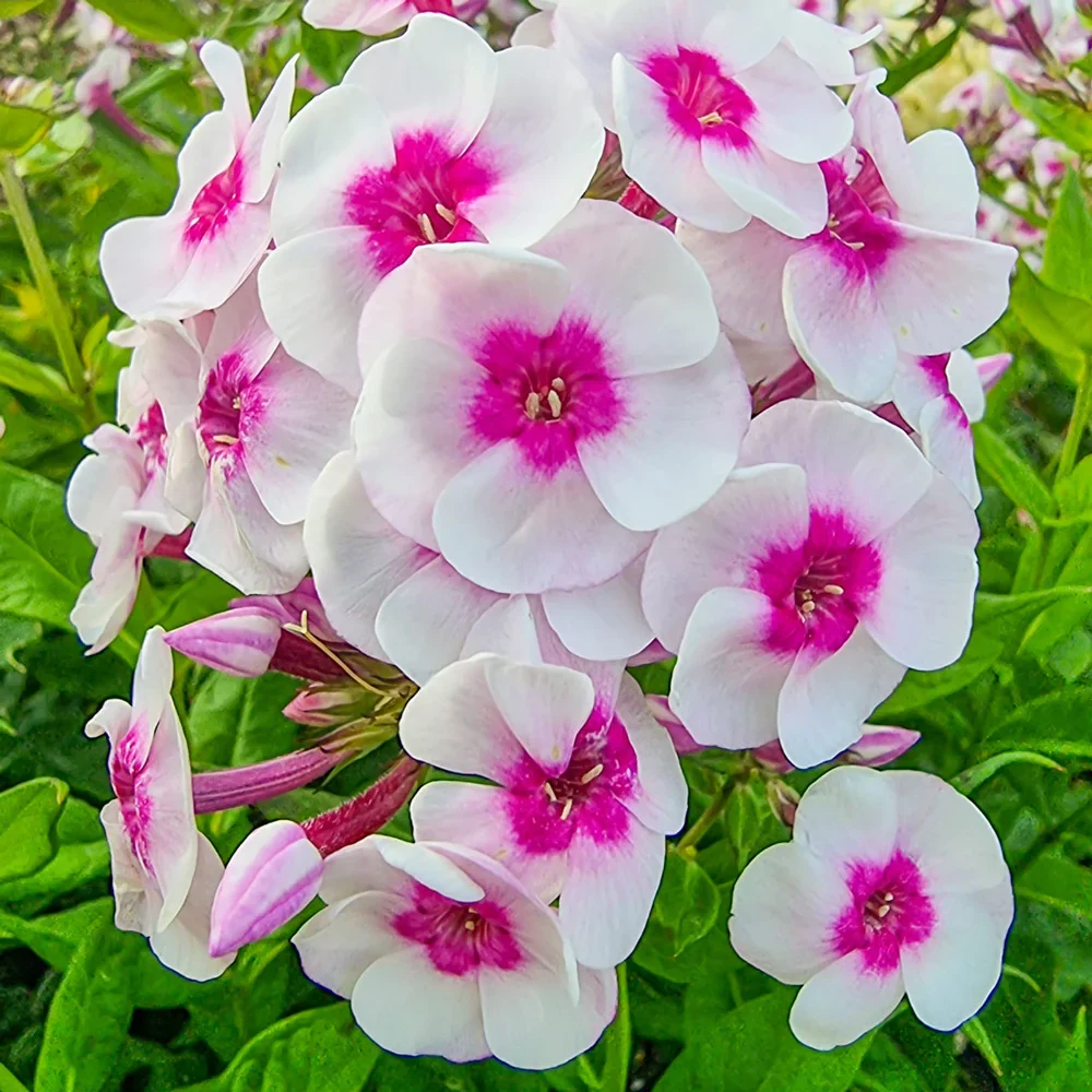 Hardy Tall Phlox Younique Trendy - Image 2