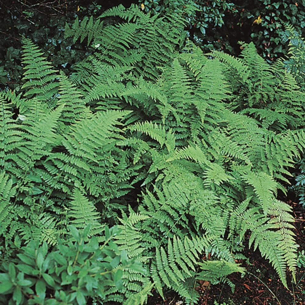 Hay-Scented Fern