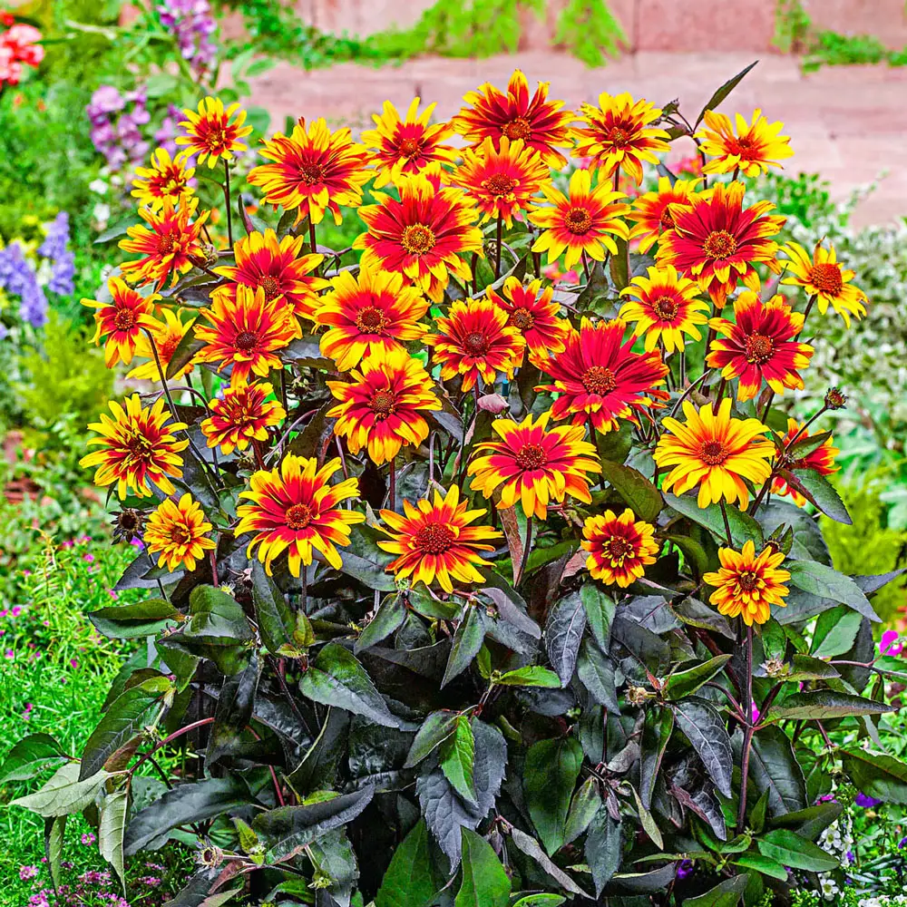 Heliopsis Breeders Mix