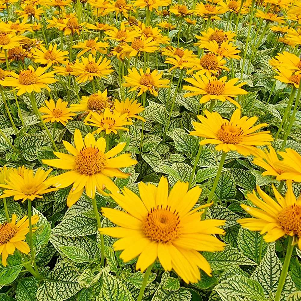 Heliopsis Oriole Variegata - Image 2