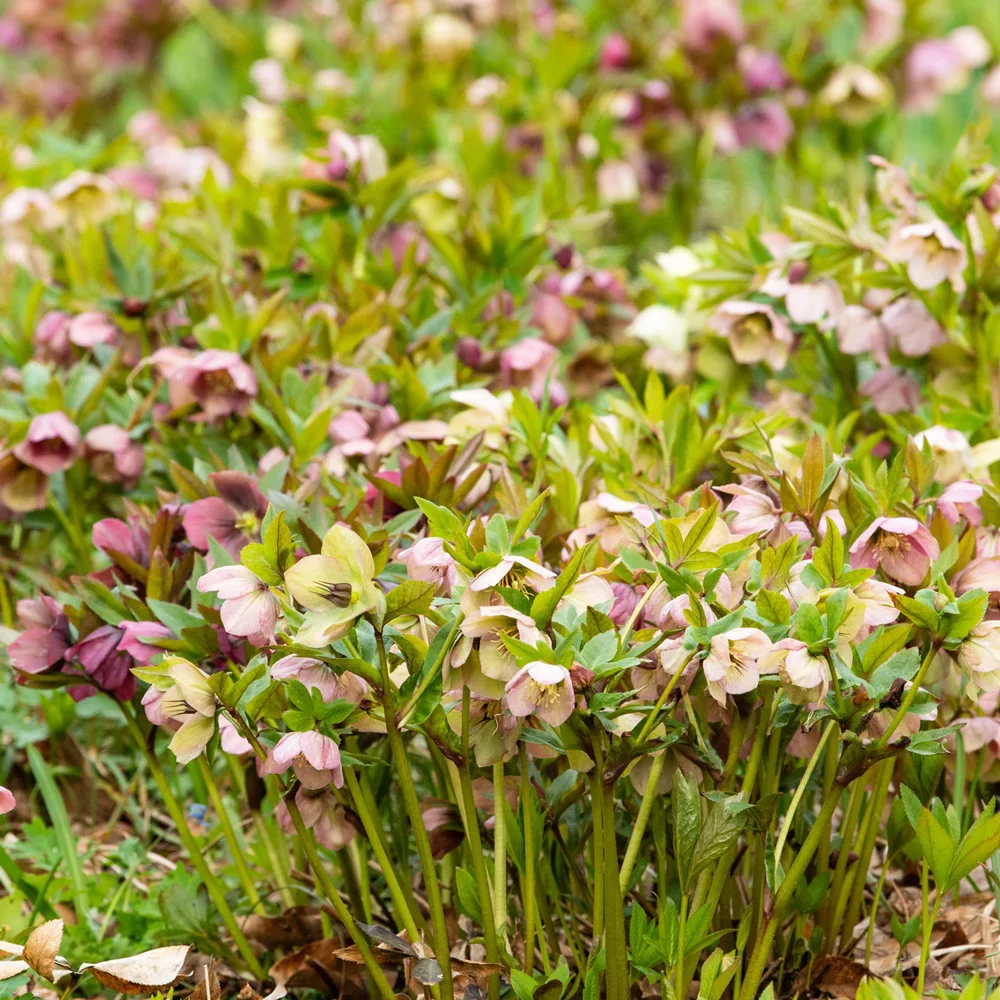 Mixed Hellebores (Helleborus orientalis Mix) - Image 3