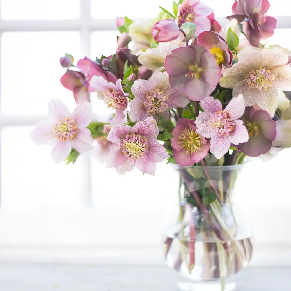 Mixed Hellebores (Helleborus orientalis Mix) - Image 4