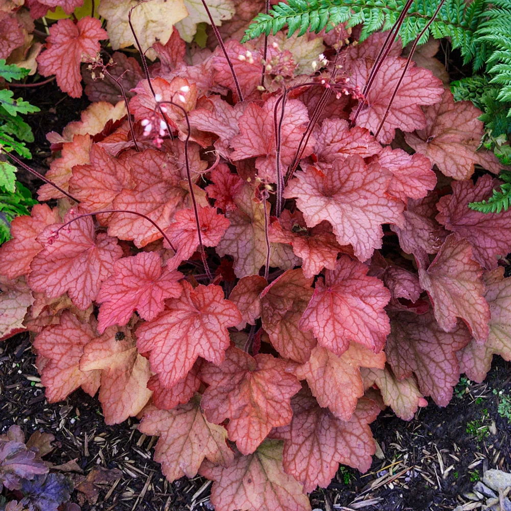 Heuchera Georgia Peach - Image 3