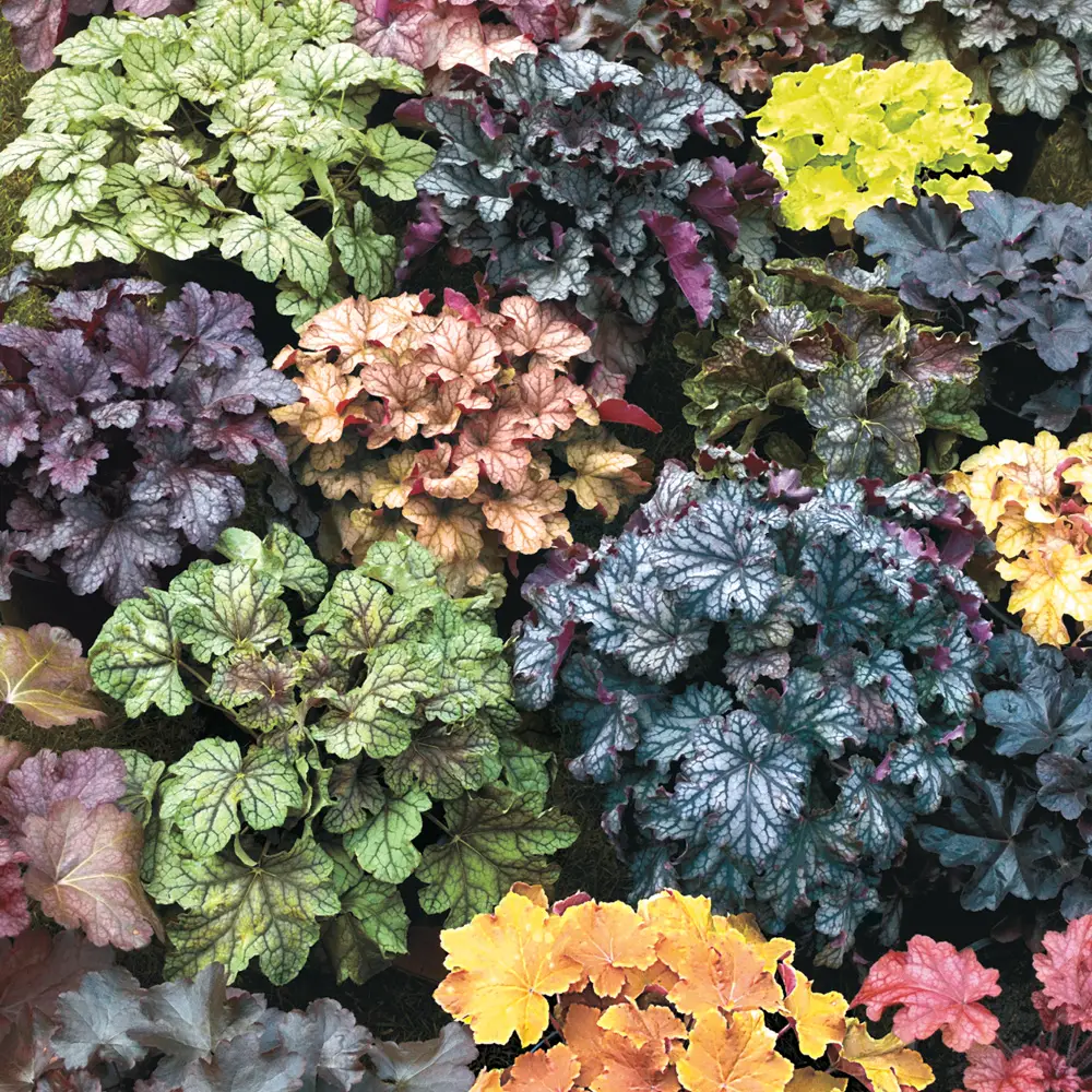 Heuchera Mix - Image 4