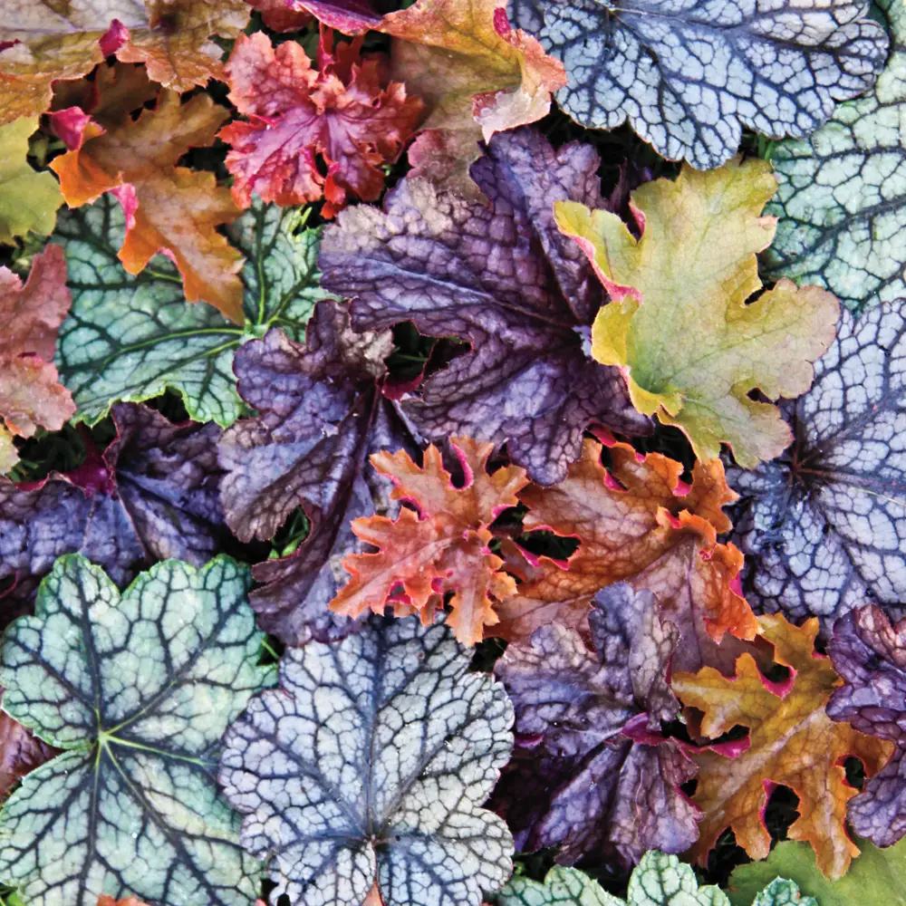 Heuchera Mix - Image 5