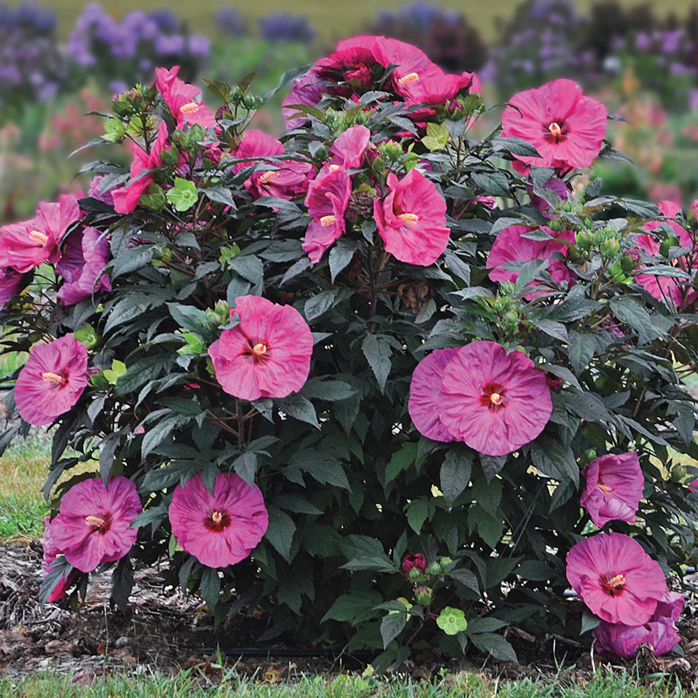 Hibiscus Berry Awesome