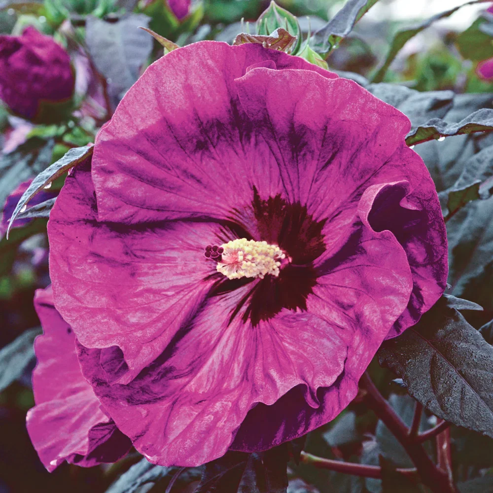Hibiscus Berry Awesome - Image 2
