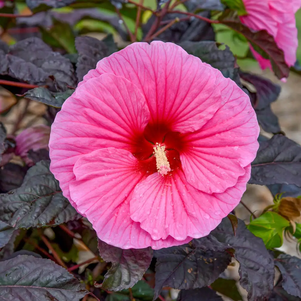 Hibiscus Edge of Night - Image 3