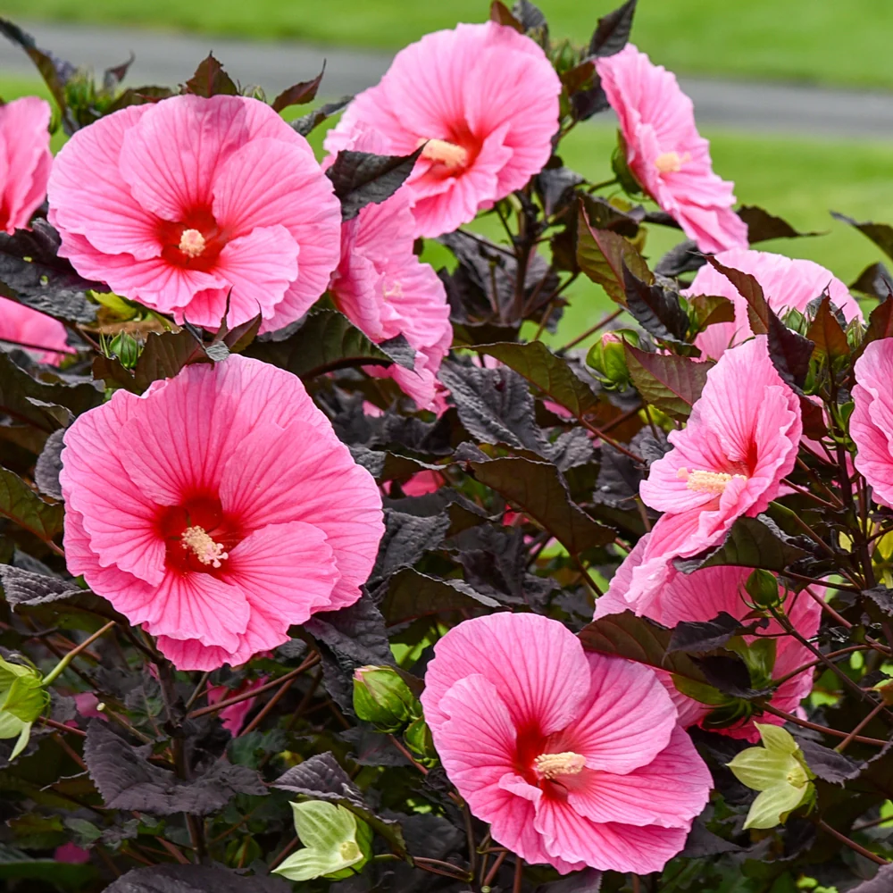 Hibiscus Edge of Night - Image 4