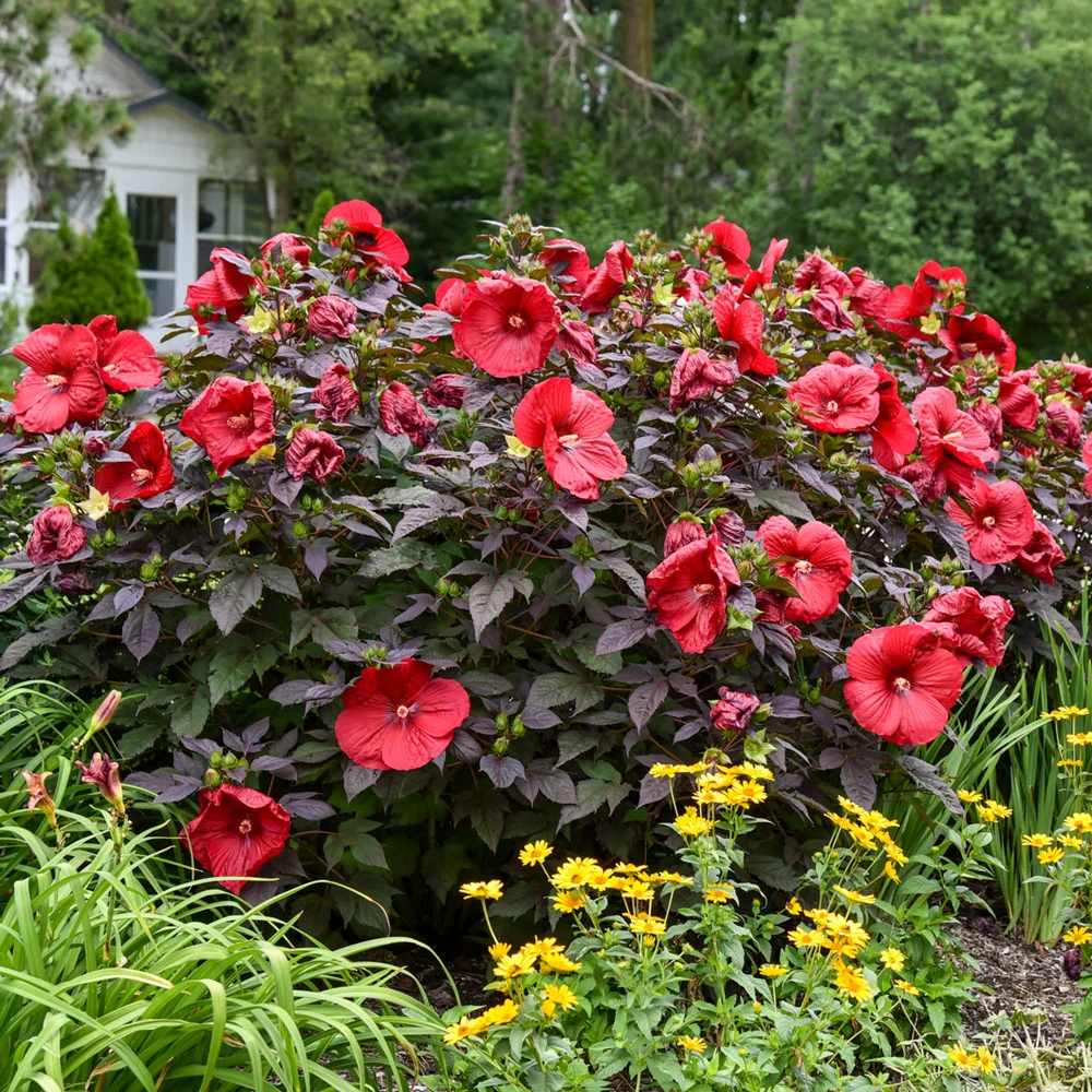 Hibiscus Holy Grail