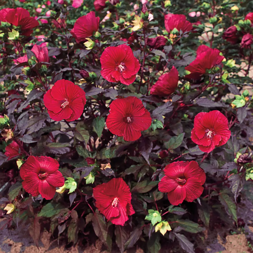 Hibiscus Midnight Marvel - Image 2