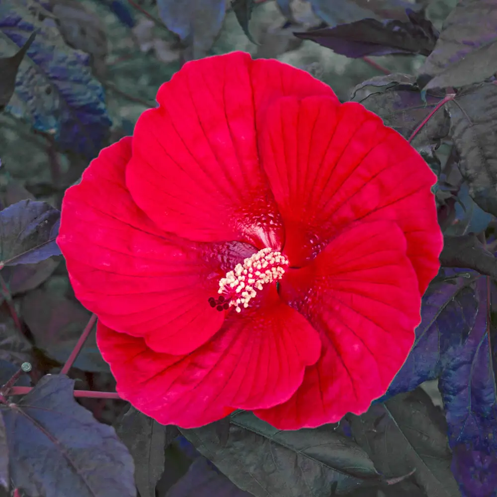 Hibiscus Midnight Marvel - Image 3