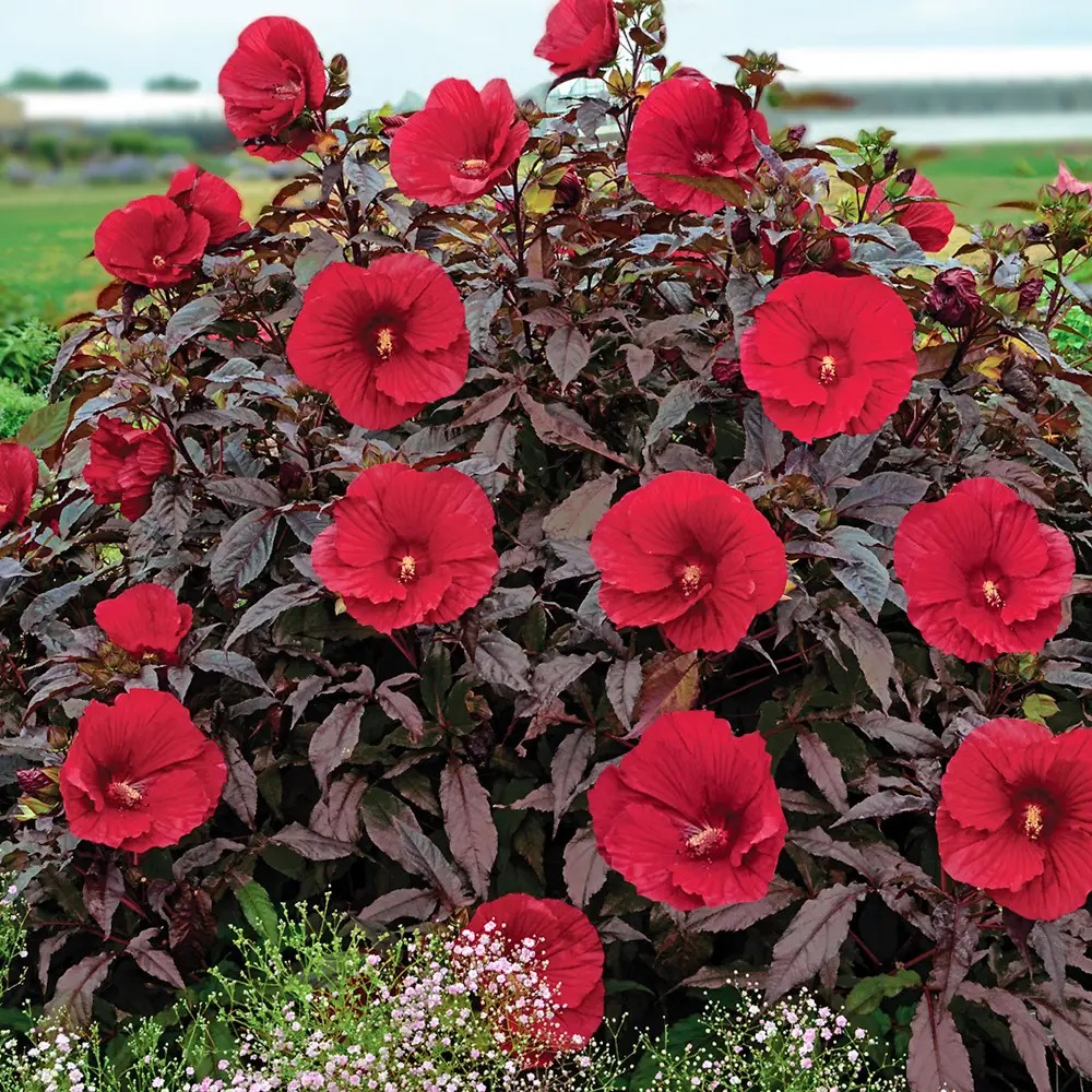 Hibiscus Midnight Marvel - Image 4