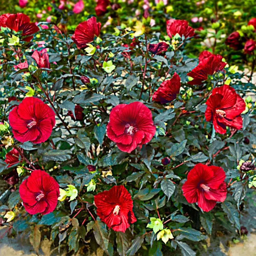 Hibiscus Midnight Marvel - Image 5