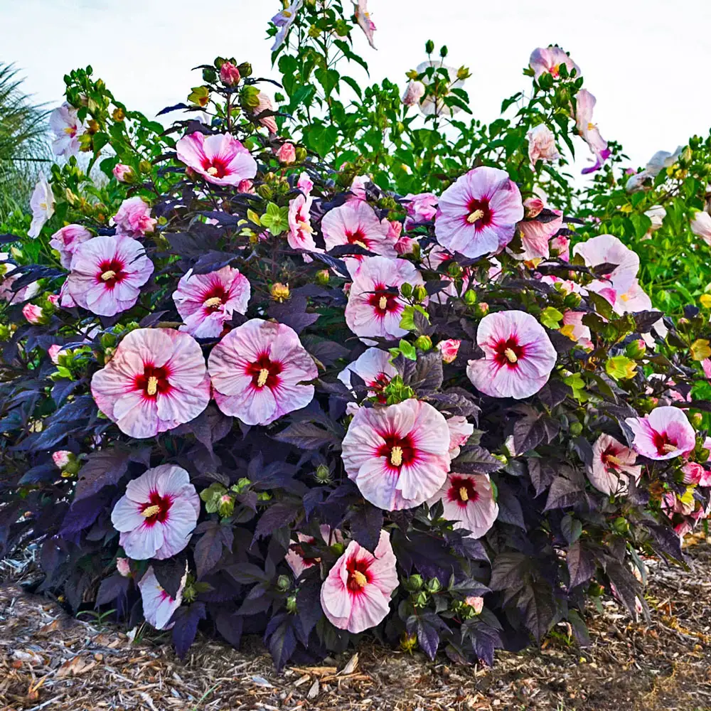 Hibiscus Perfect Storm