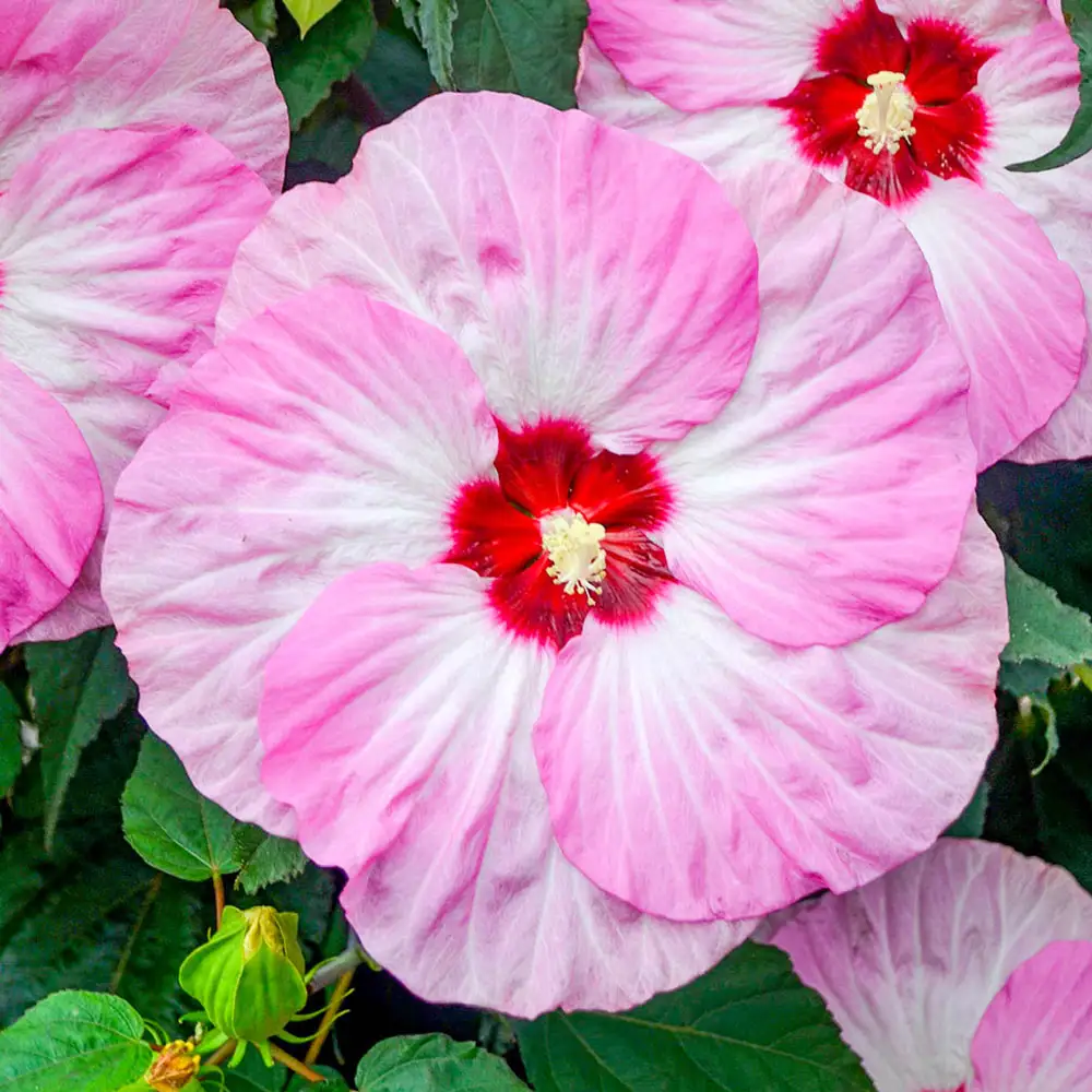 Hibiscus Spinderella