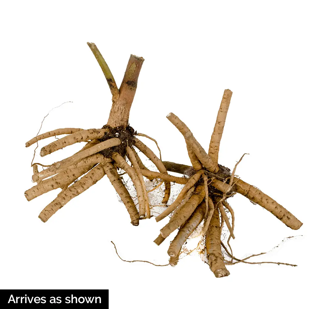 Hibiscus Spinderella - Image 5
