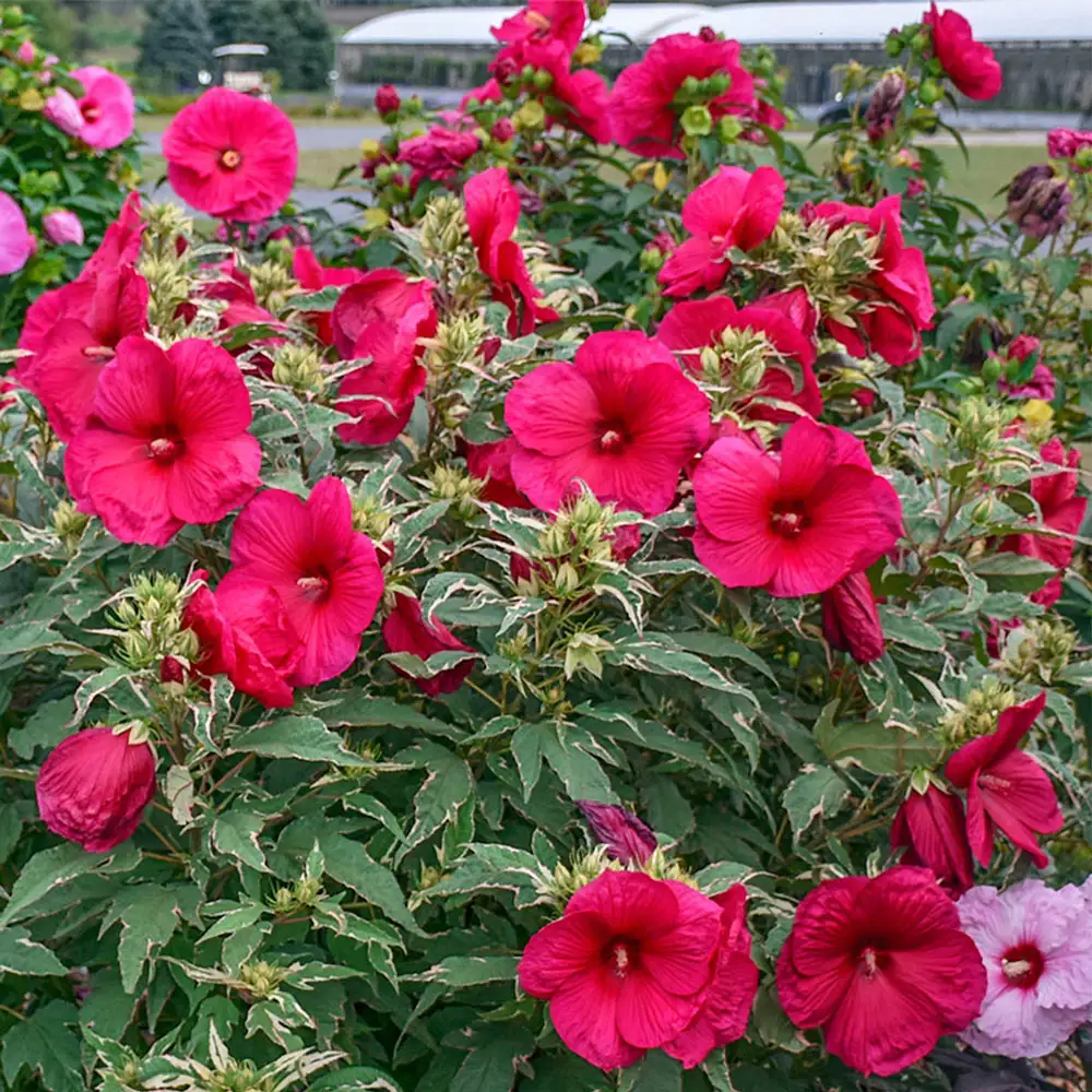 Hibiscus Summer Carnival