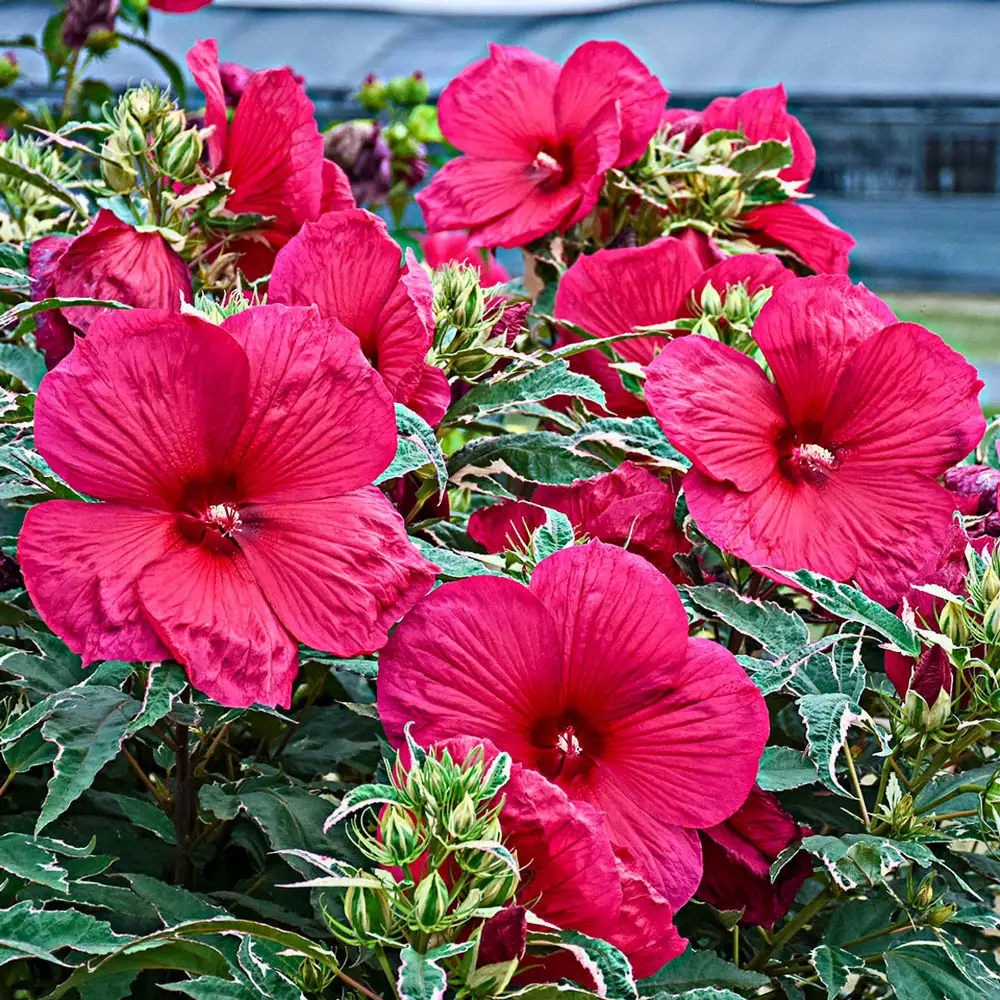 Hibiscus Summer Carnival - Image 2