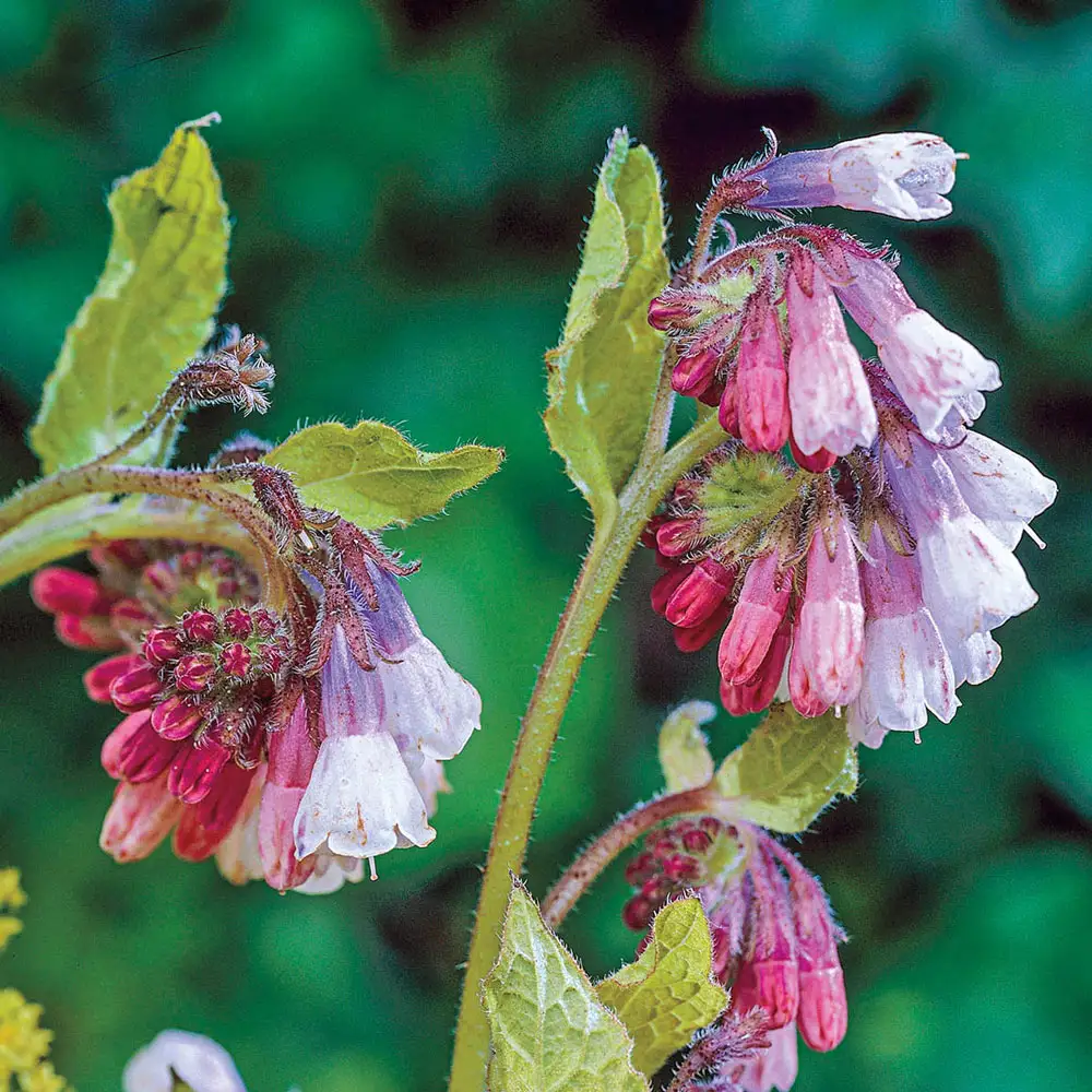 Hidcote Blue Comfrey - Image 2