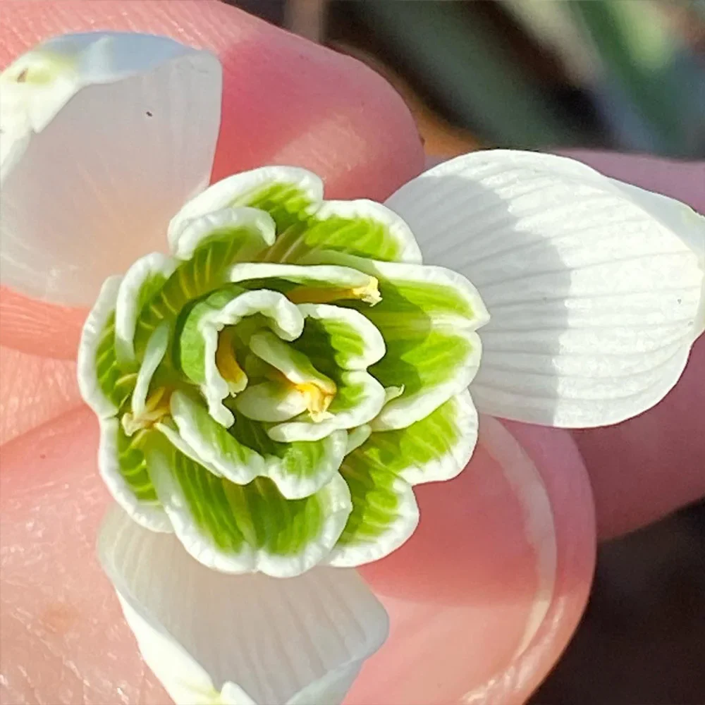 Hippolyta Double Snowdrops - Image 2