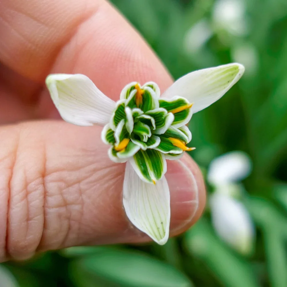 Hippolyta Double Snowdrops - Image 3